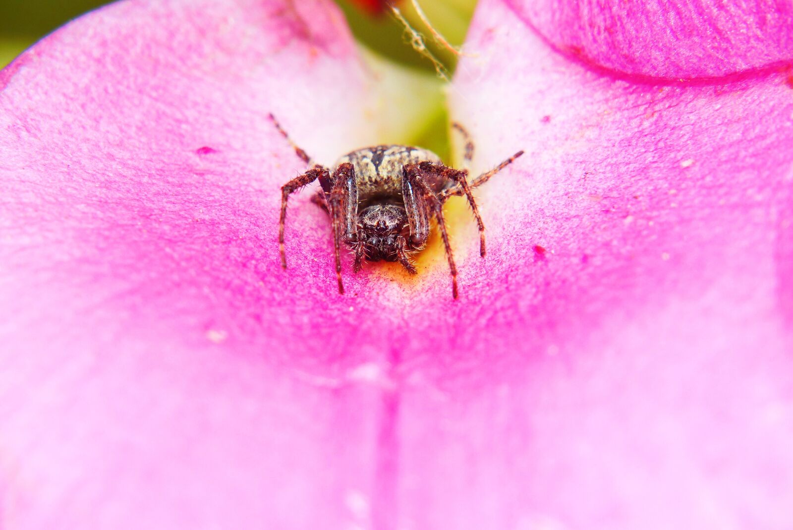 Panasonic Lumix DMC-FZ200 sample photo. Ko osz slit, spider photography