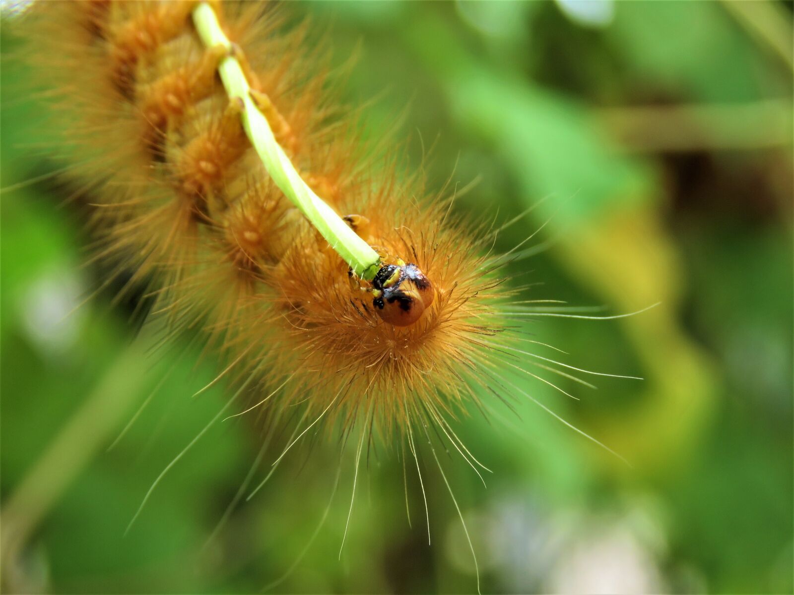 Canon PowerShot SX60 HS sample photo. Caterpillar, bug, insect photography