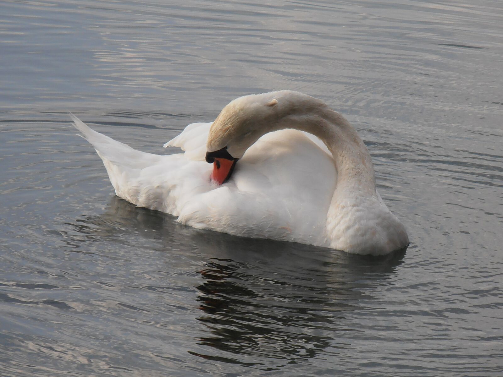 Olympus VR310,D720 sample photo. Swan, white, lake photography