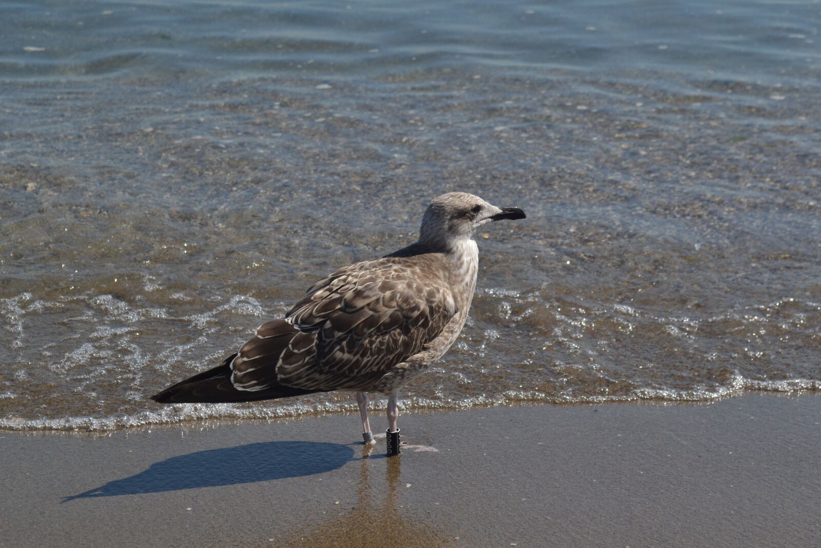 Nikon D3100 sample photo. Gull, seagull, bird photography