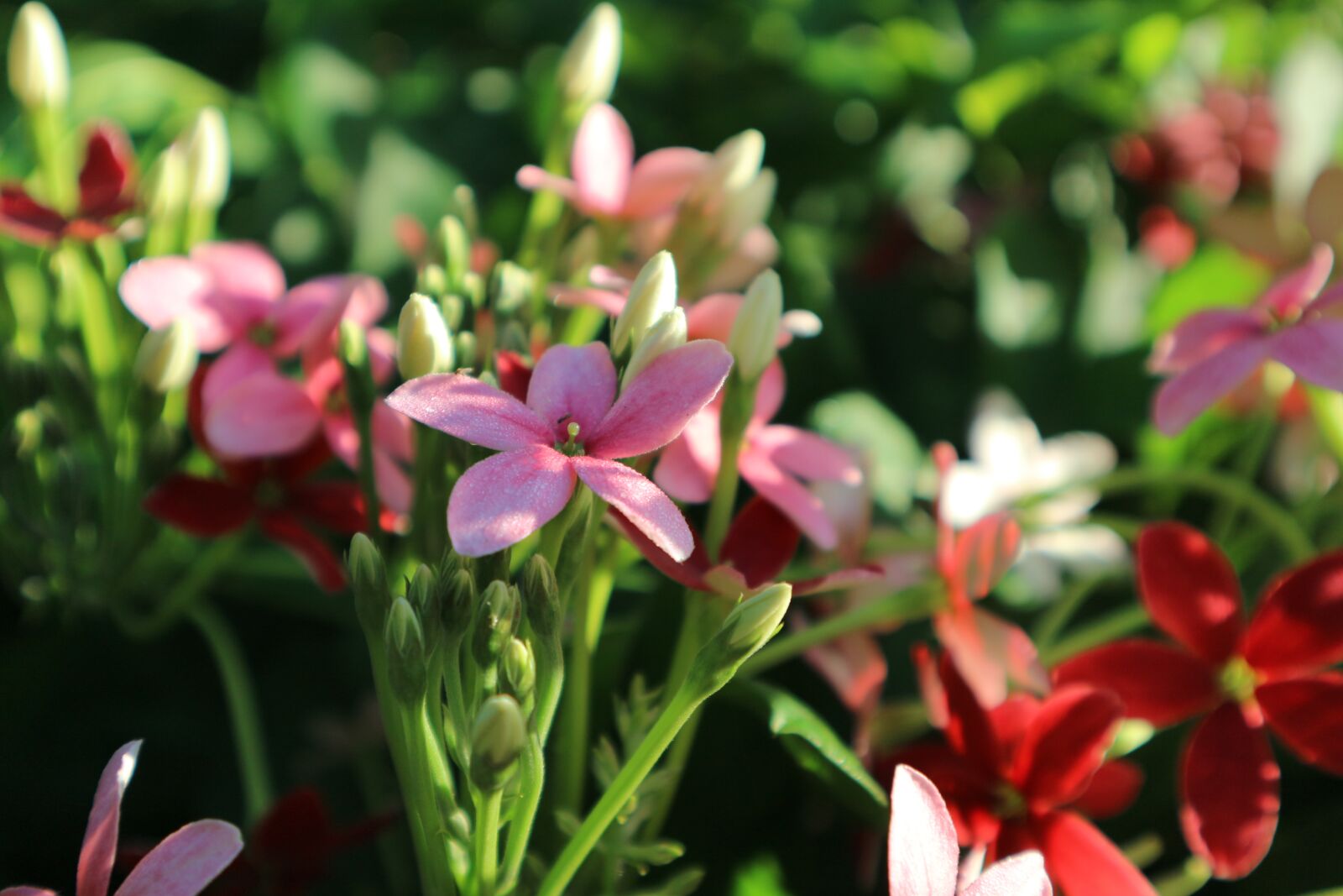 Canon EOS M10 sample photo. Flowers, pink, red photography