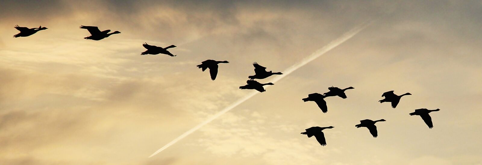 Canon EOS 550D (EOS Rebel T2i / EOS Kiss X4) sample photo. Sky, clouds, geese photography