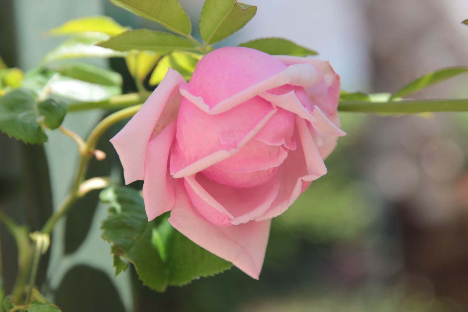Canon EOS 550D (EOS Rebel T2i / EOS Kiss X4) sample photo. Rose, roses, b photography