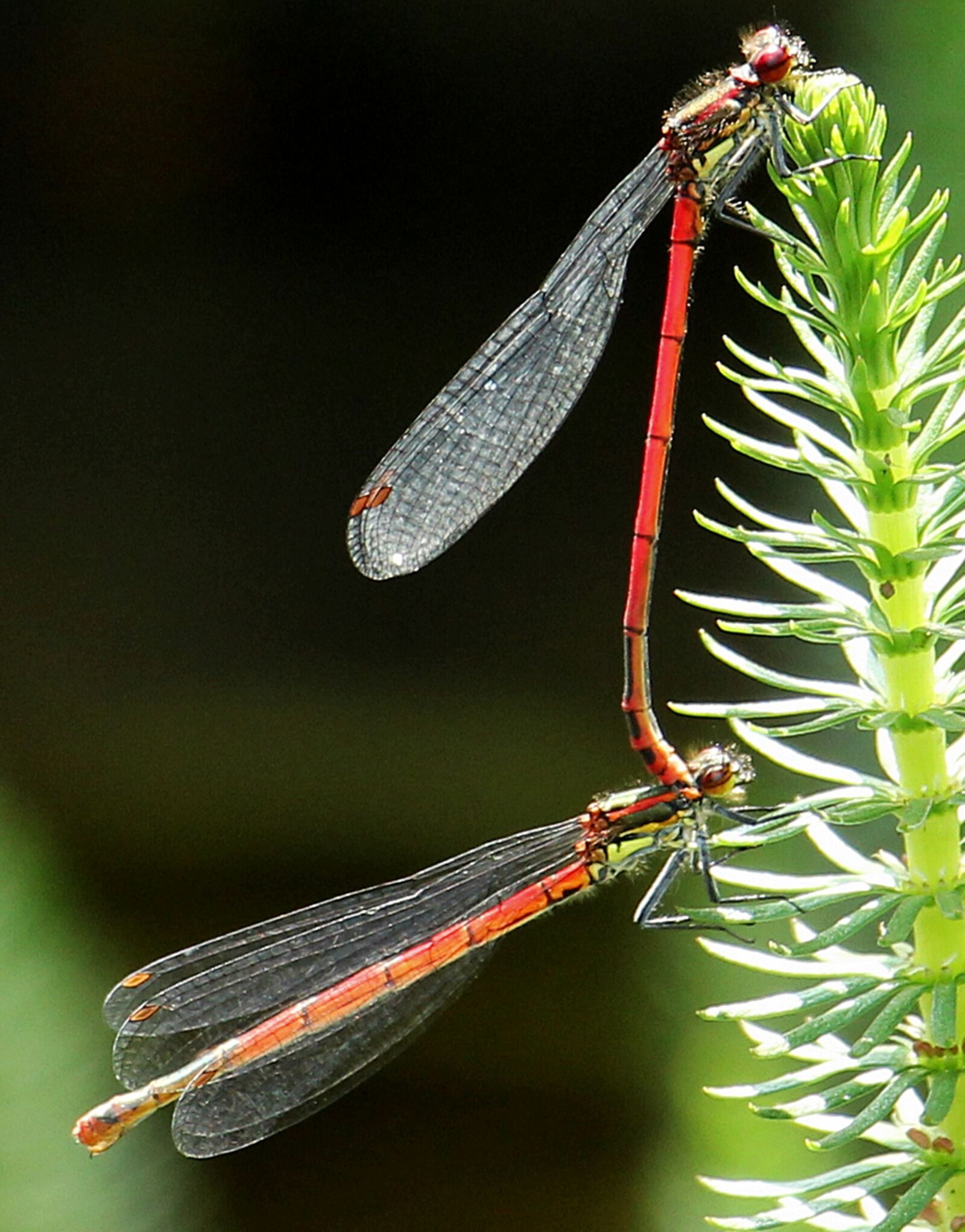 Canon EOS 550D (EOS Rebel T2i / EOS Kiss X4) sample photo. Dragonflies, dragonflies mating, pairing photography