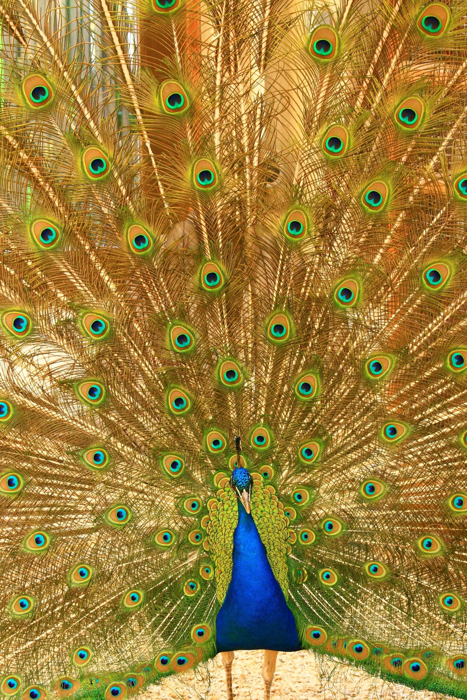 Canon EOS 450D (EOS Rebel XSi / EOS Kiss X2) sample photo. Peacock, radschlagen, radschlagender peacock photography