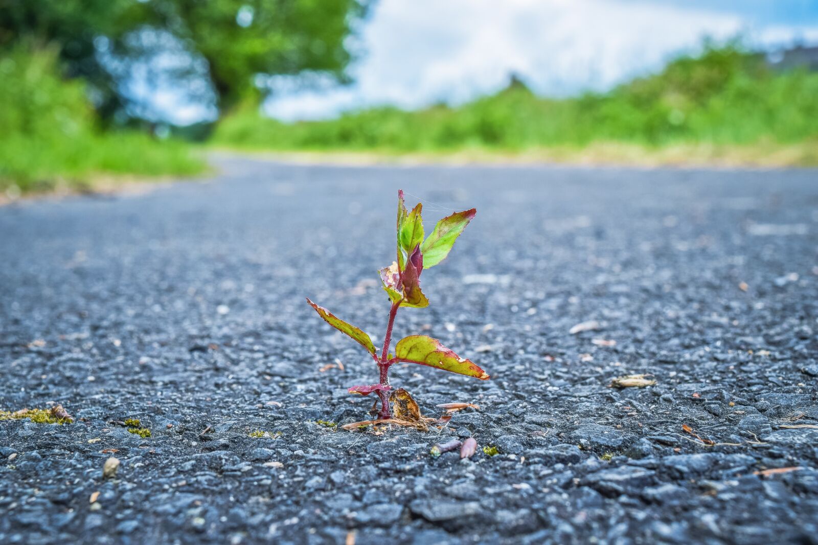 Nikon D3300 sample photo. Nature, plant, asphalt photography