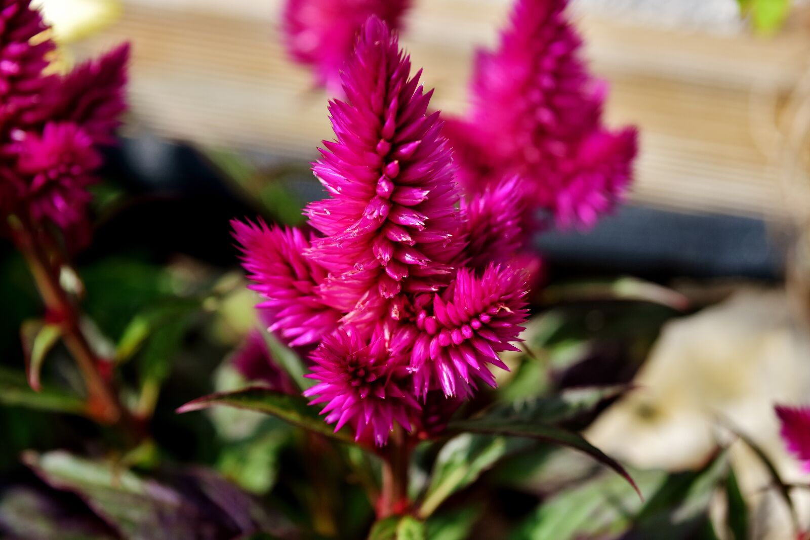 Nikon D7200 sample photo. Flower, plant, nature photography