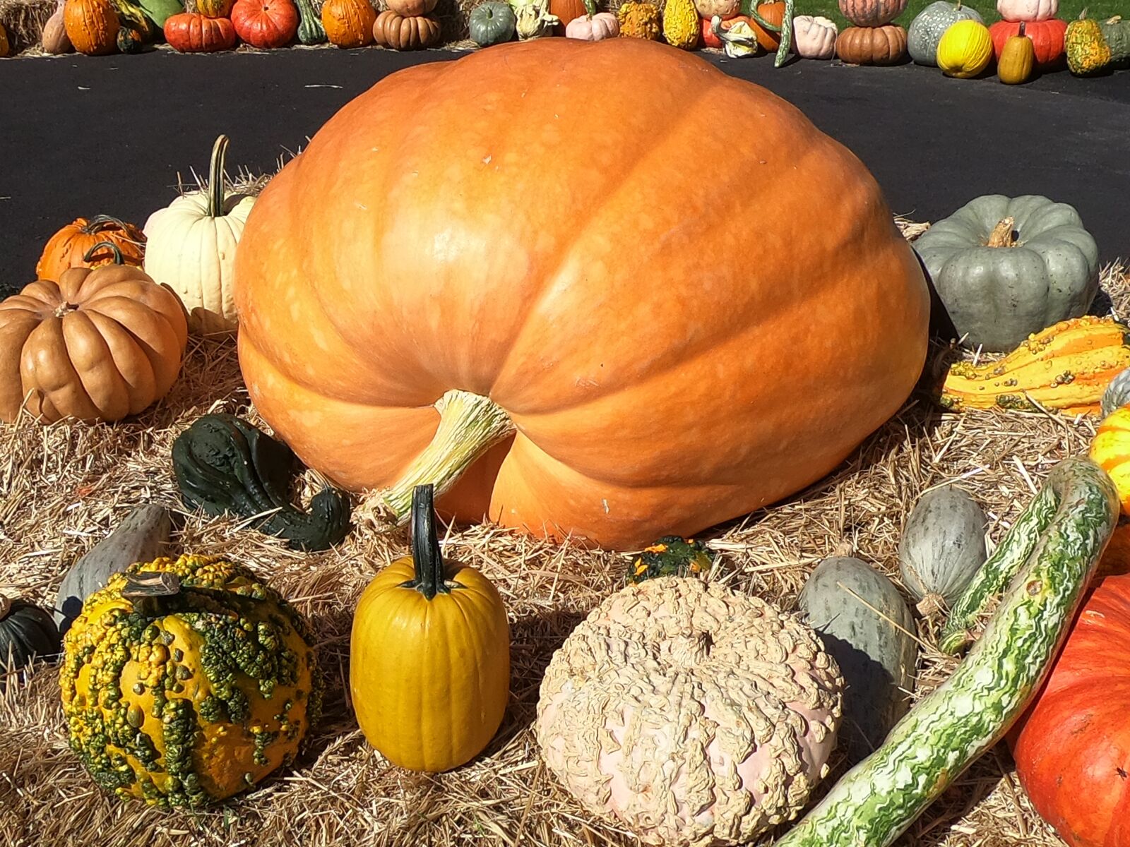 GoPro Hero6 Black sample photo. Gourd, pumpkin, squash photography