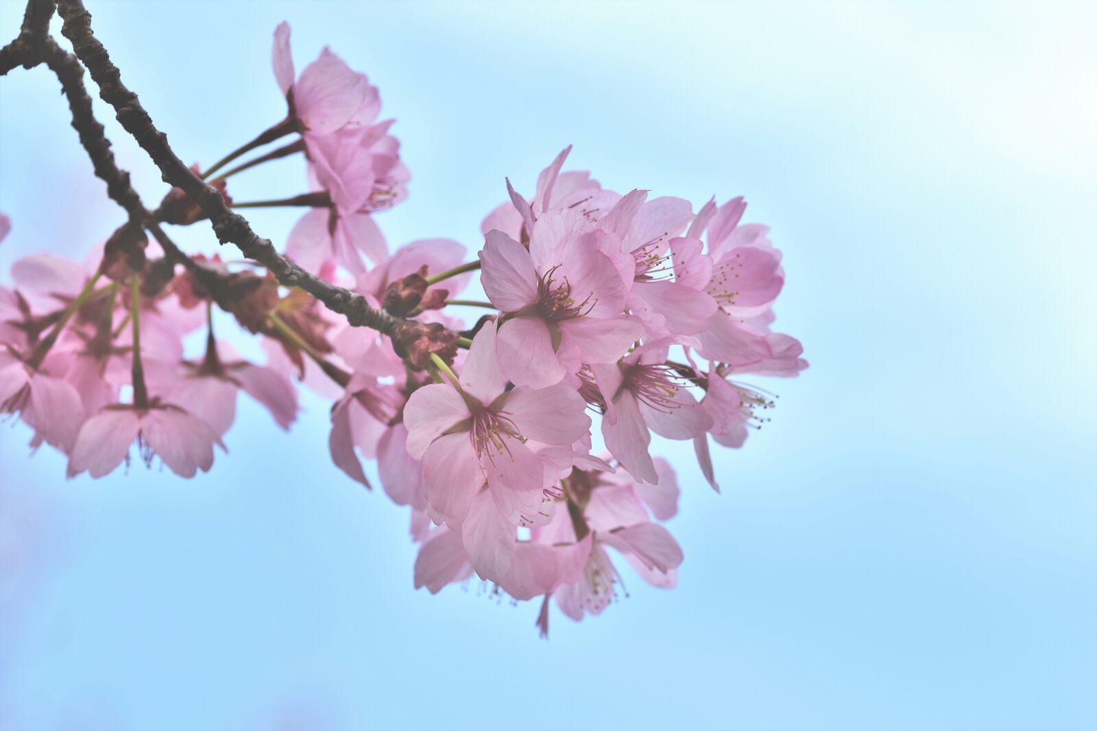 Nikon D7200 sample photo. Ornamental cherry, tree, cherry photography