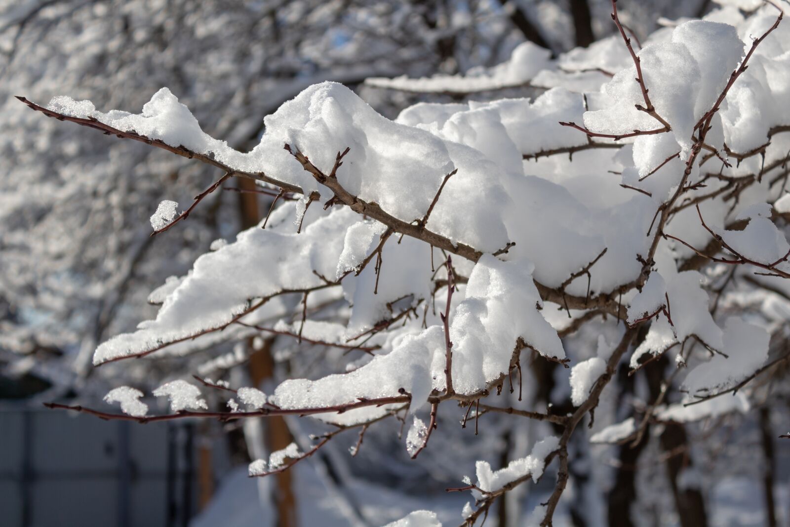 Canon EOS 1300D (EOS Rebel T6 / EOS Kiss X80) sample photo. Winter, snow, branch photography