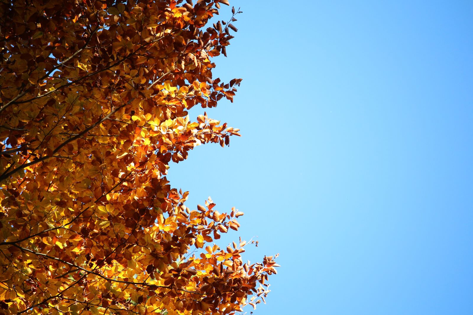 Canon EOS 700D (EOS Rebel T5i / EOS Kiss X7i) sample photo. Leaves, yellow, blue photography