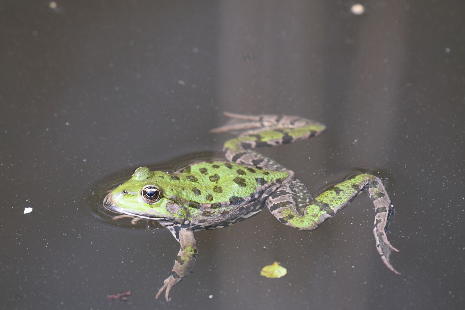 Nikon D500 sample photo. Frog, swim, nature photography