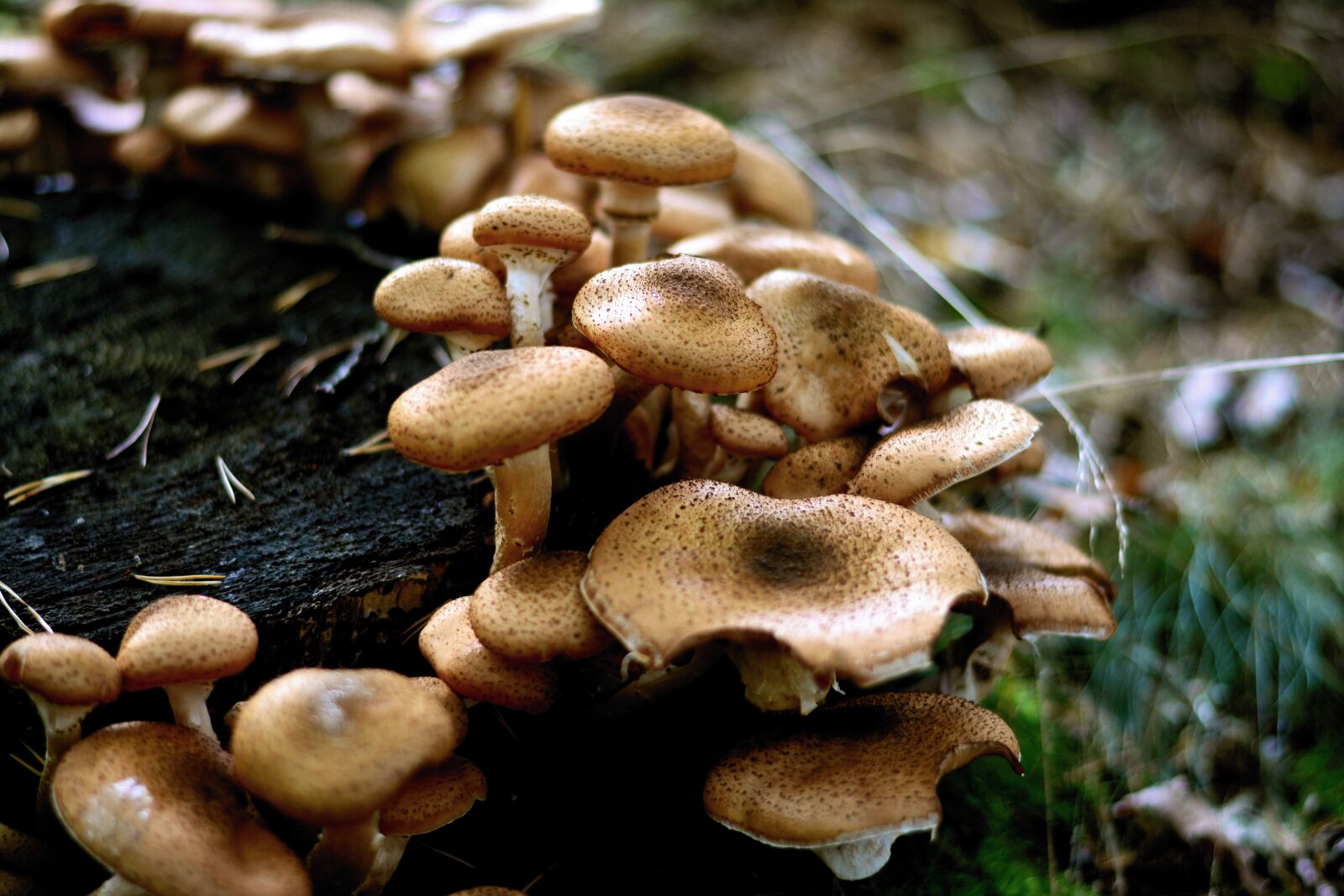 Nikon D5200 sample photo. Mushrooms, armillaria mellea, forest photography