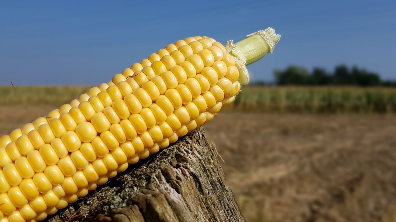 Samsung Galaxy S7 sample photo. Corn, corn on the photography
