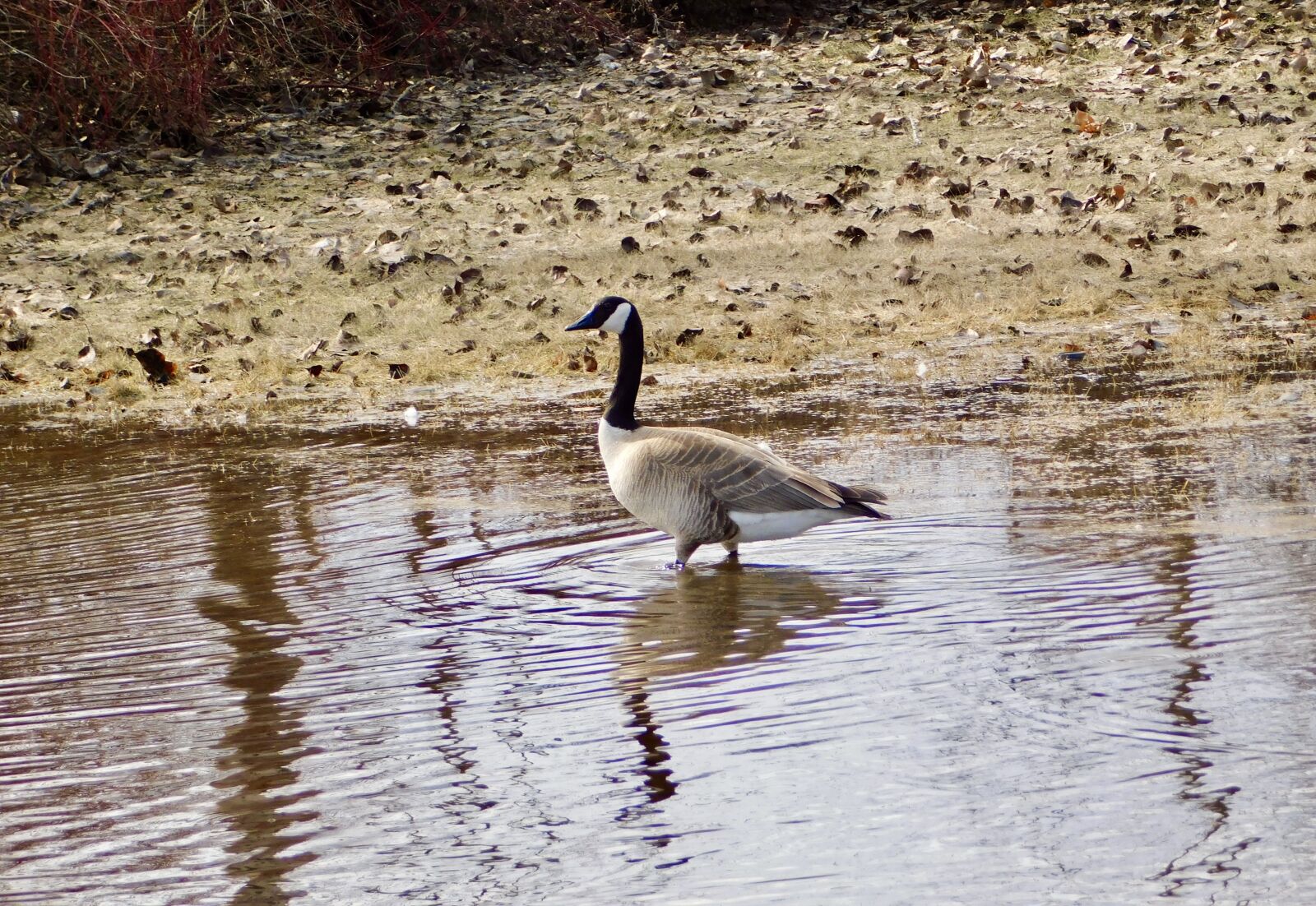Nikon Coolpix B500 sample photo. Goose, spring, waterfowl photography
