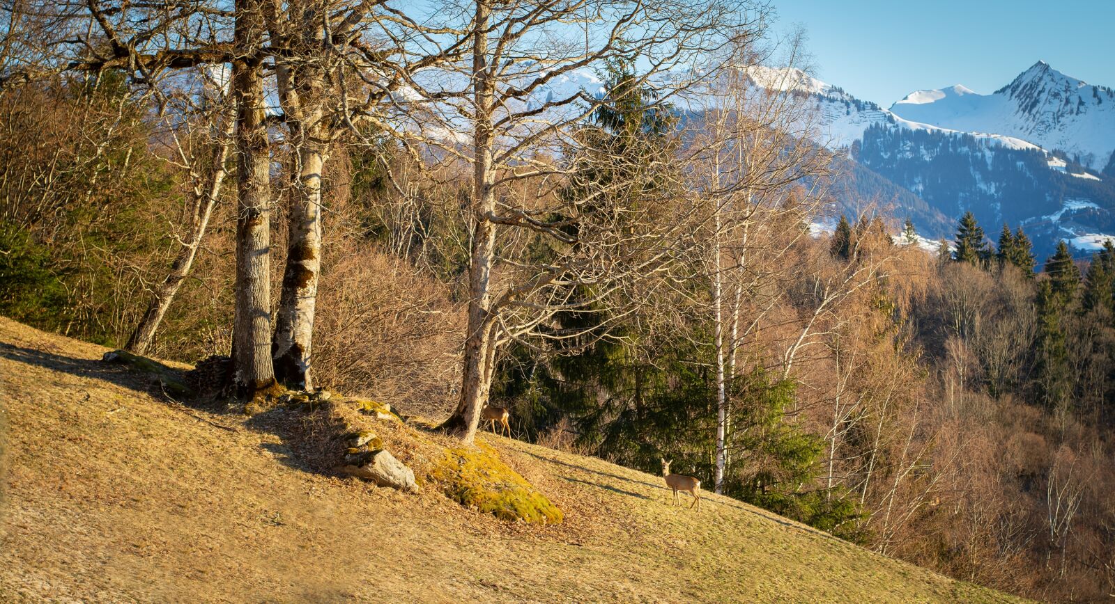 Nikon D7100 sample photo. Nature, spring, roe deer photography