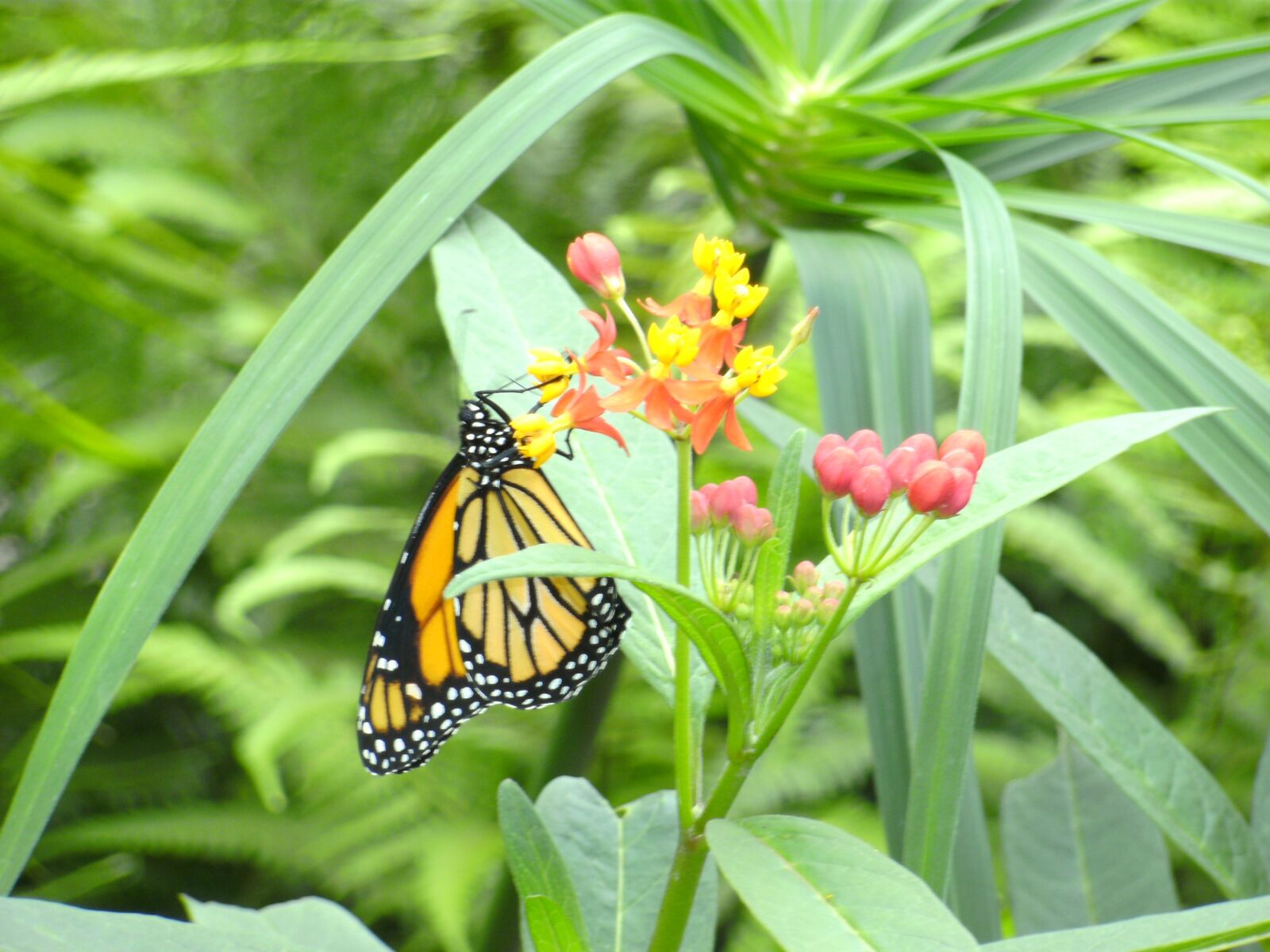 TRAVELER DC 8500 sample photo. Butterfly, butterfly garden, bl photography