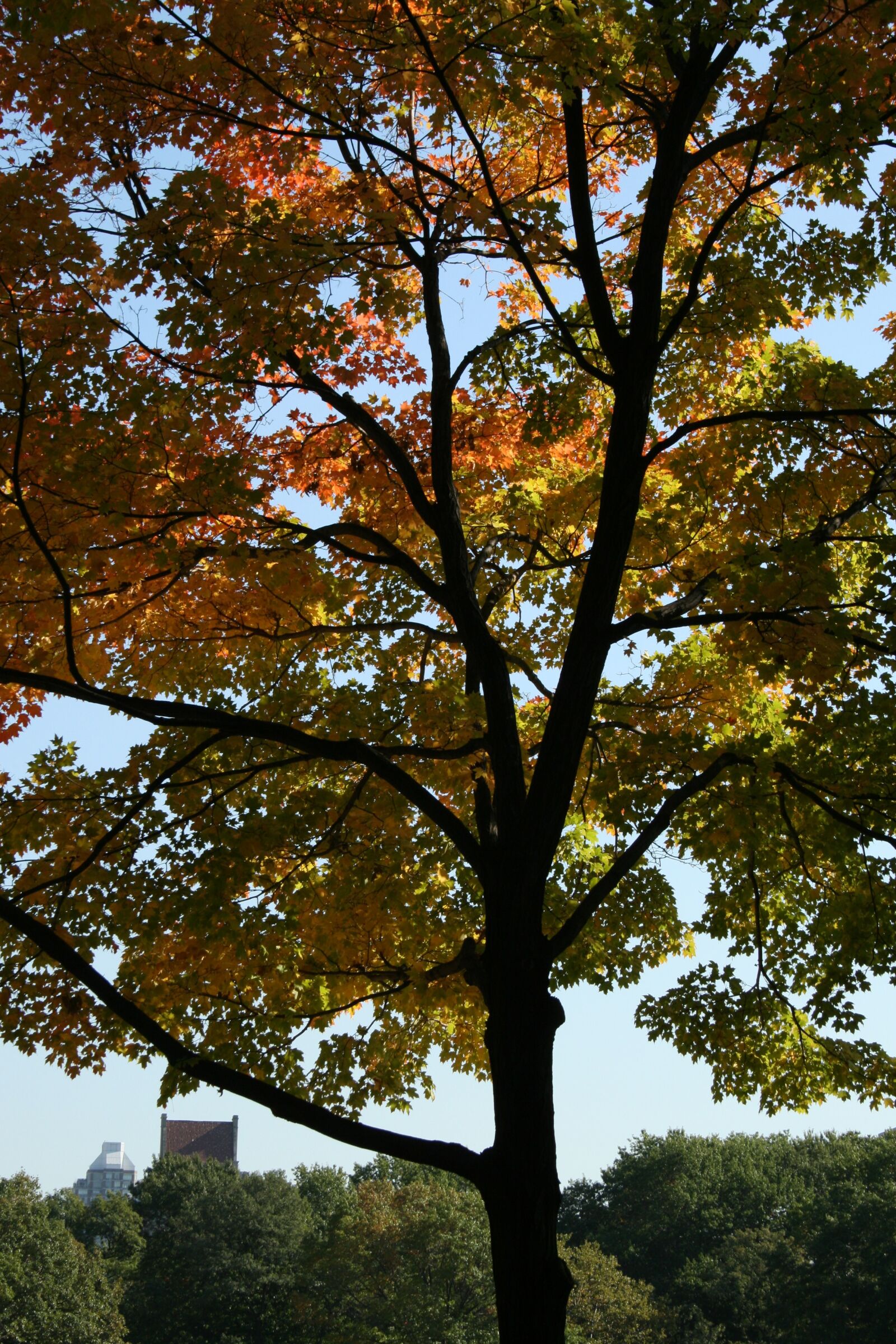 Canon EOS 400D (EOS Digital Rebel XTi / EOS Kiss Digital X) sample photo. Tree, nature, foliage photography