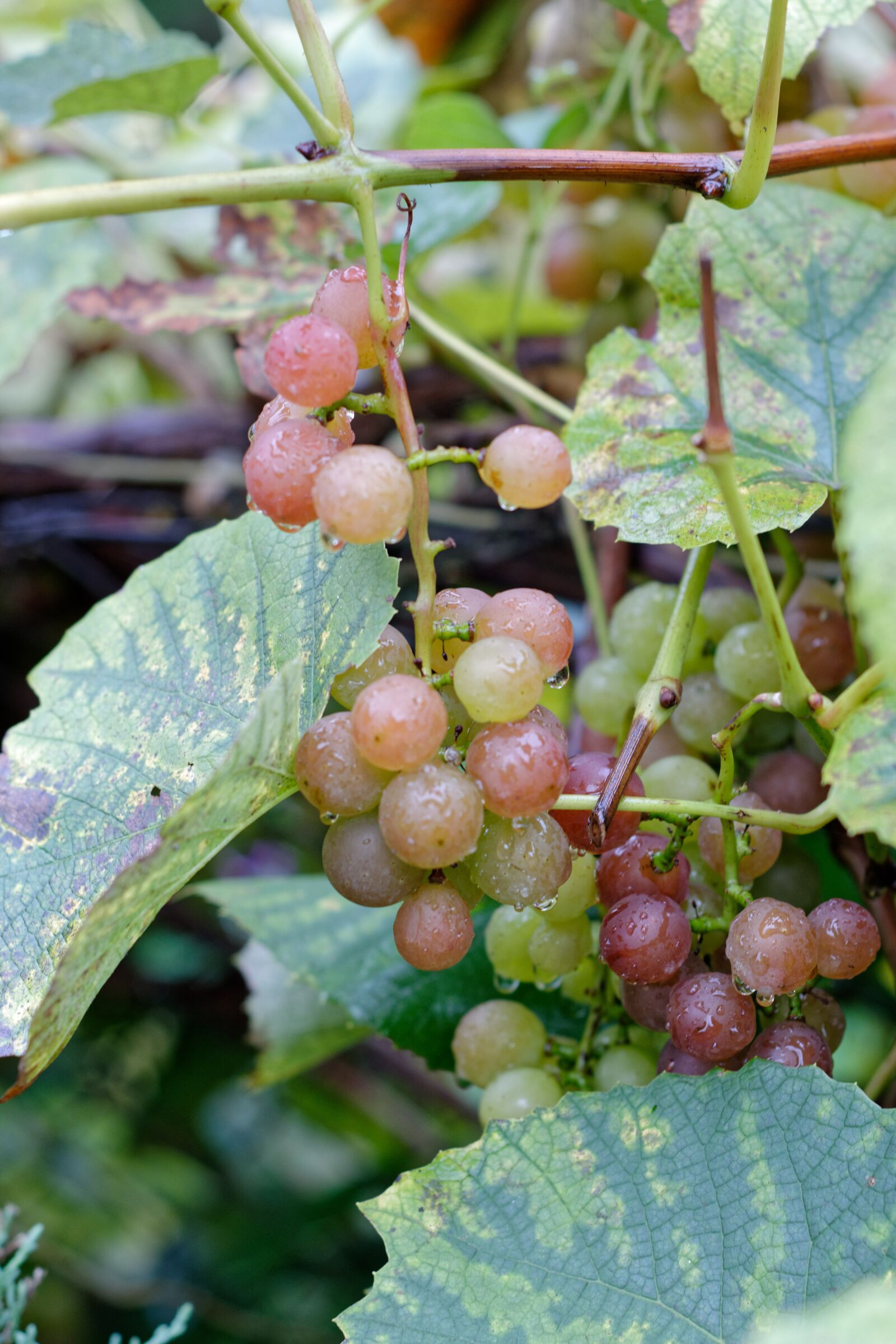 Nikon D5200 sample photo. Bunch of grapes, grapes photography