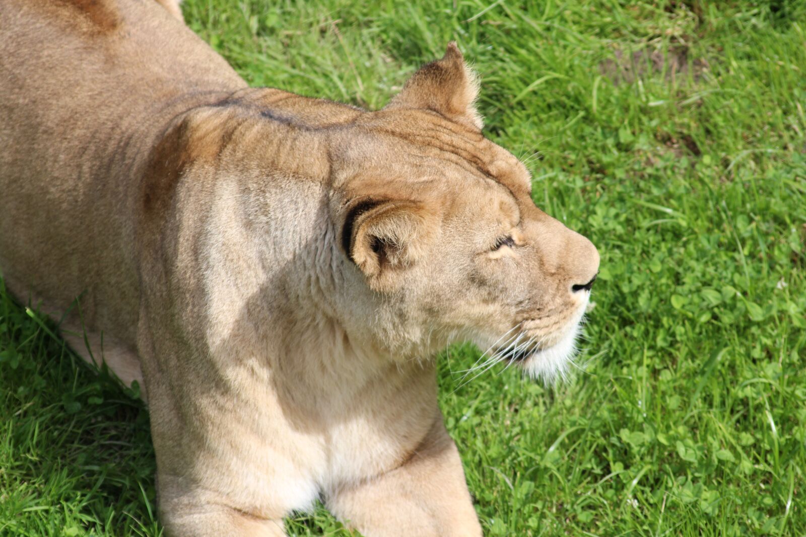 Canon EOS 600D (Rebel EOS T3i / EOS Kiss X5) sample photo. Lioness, zoo, predator photography