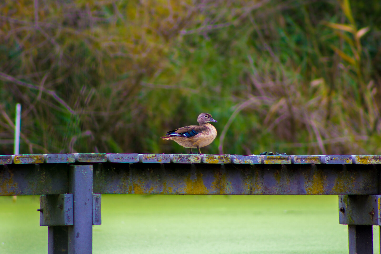Canon EF 75-300mm f/4-5.6 sample photo