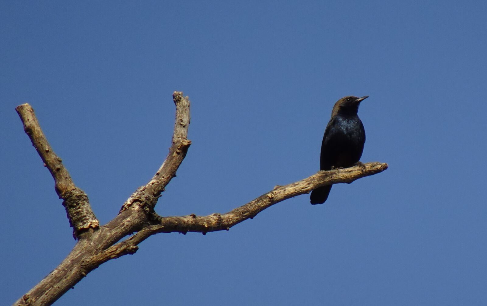 Sony DSC-WX800 sample photo. Bird, robin, indian robin photography
