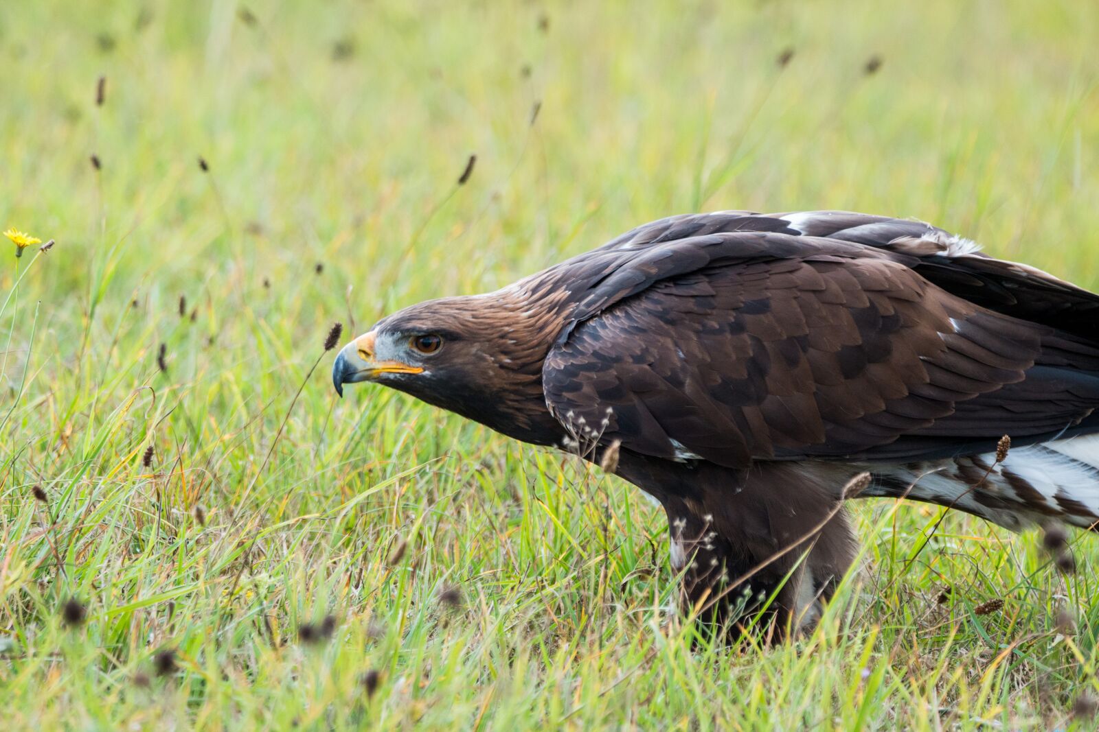 150-600mm F5-6.3 DG OS HSM | Contemporary 015 sample photo. Golden eagle, adler, bird photography