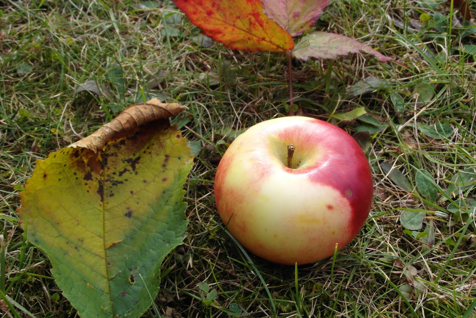 Samsung WB750 sample photo. Apple, mature, fruit photography