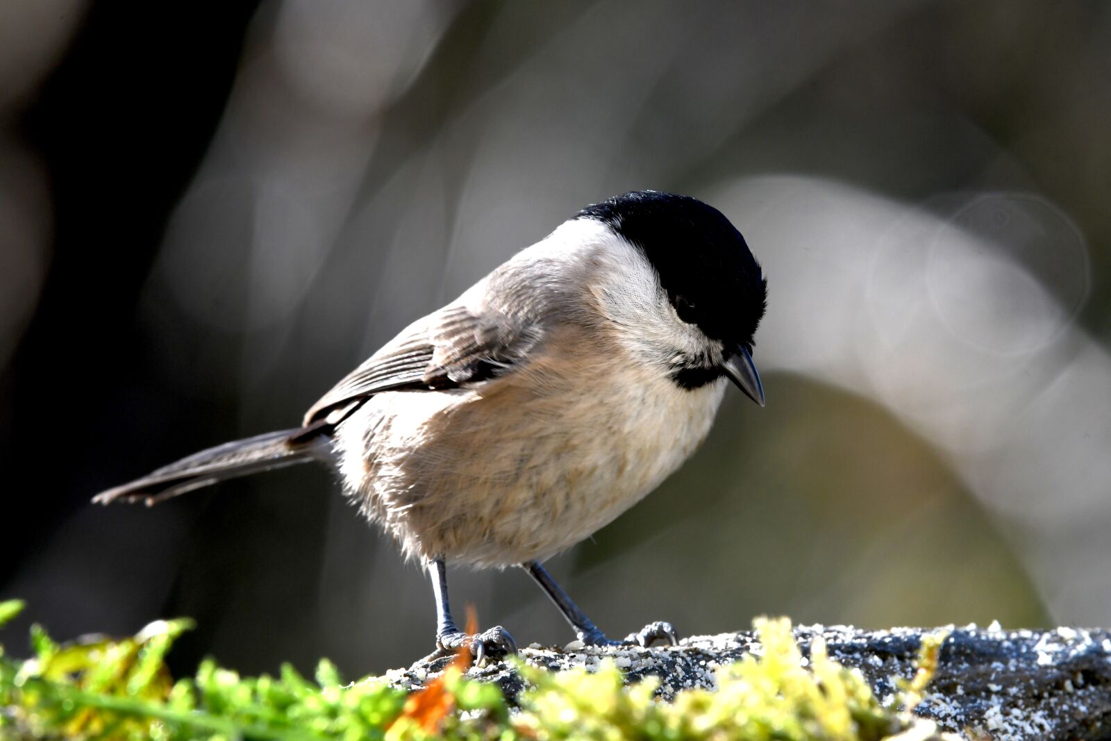 Nikon D7500 sample photo. Tit, bird, volatile photography