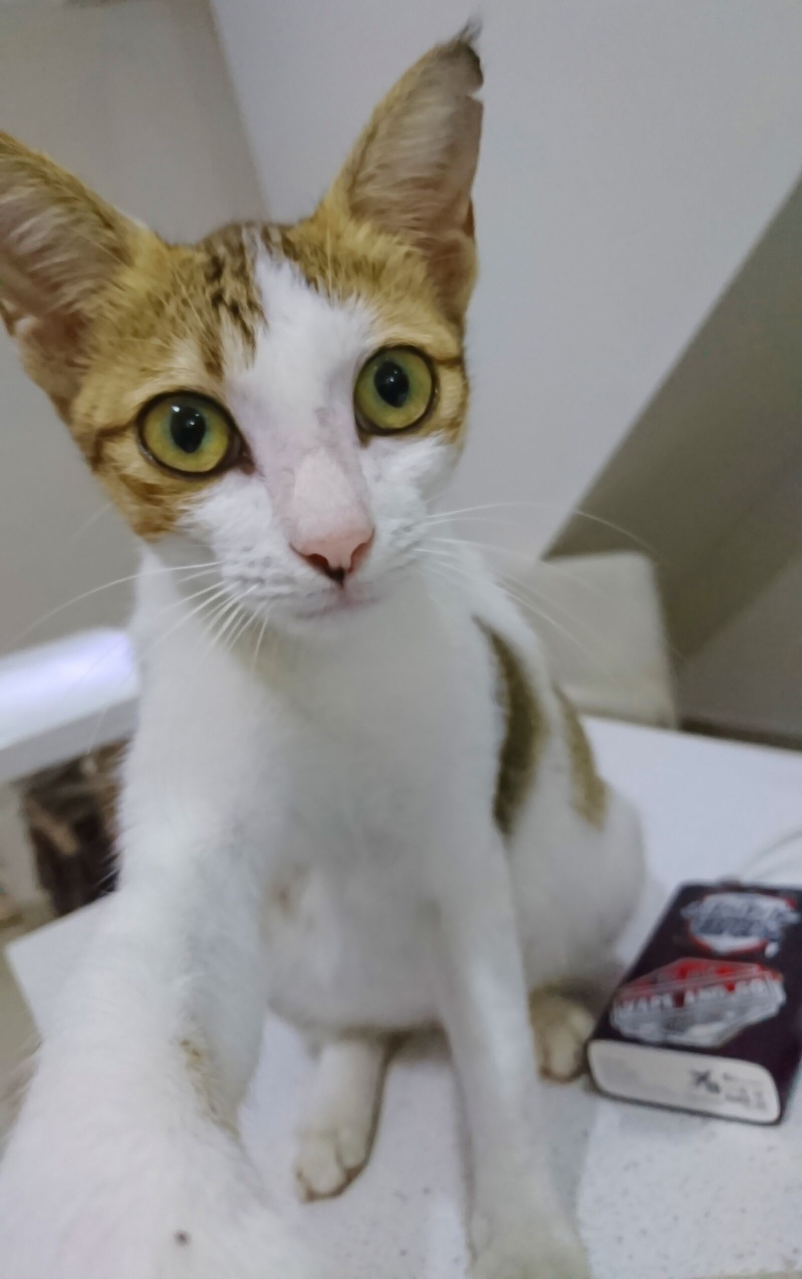 Sony Xperia XZ sample photo. Cat, cute, pet photography