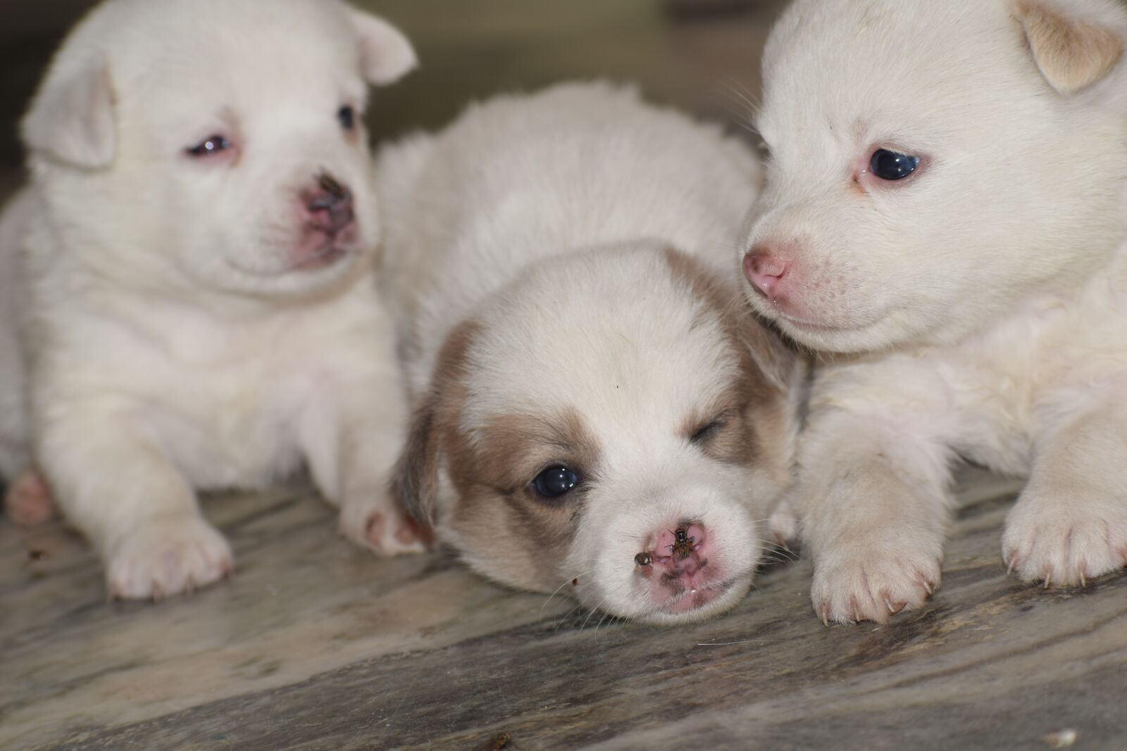 Nikon D3300 sample photo. Cute, puppies, dog photography