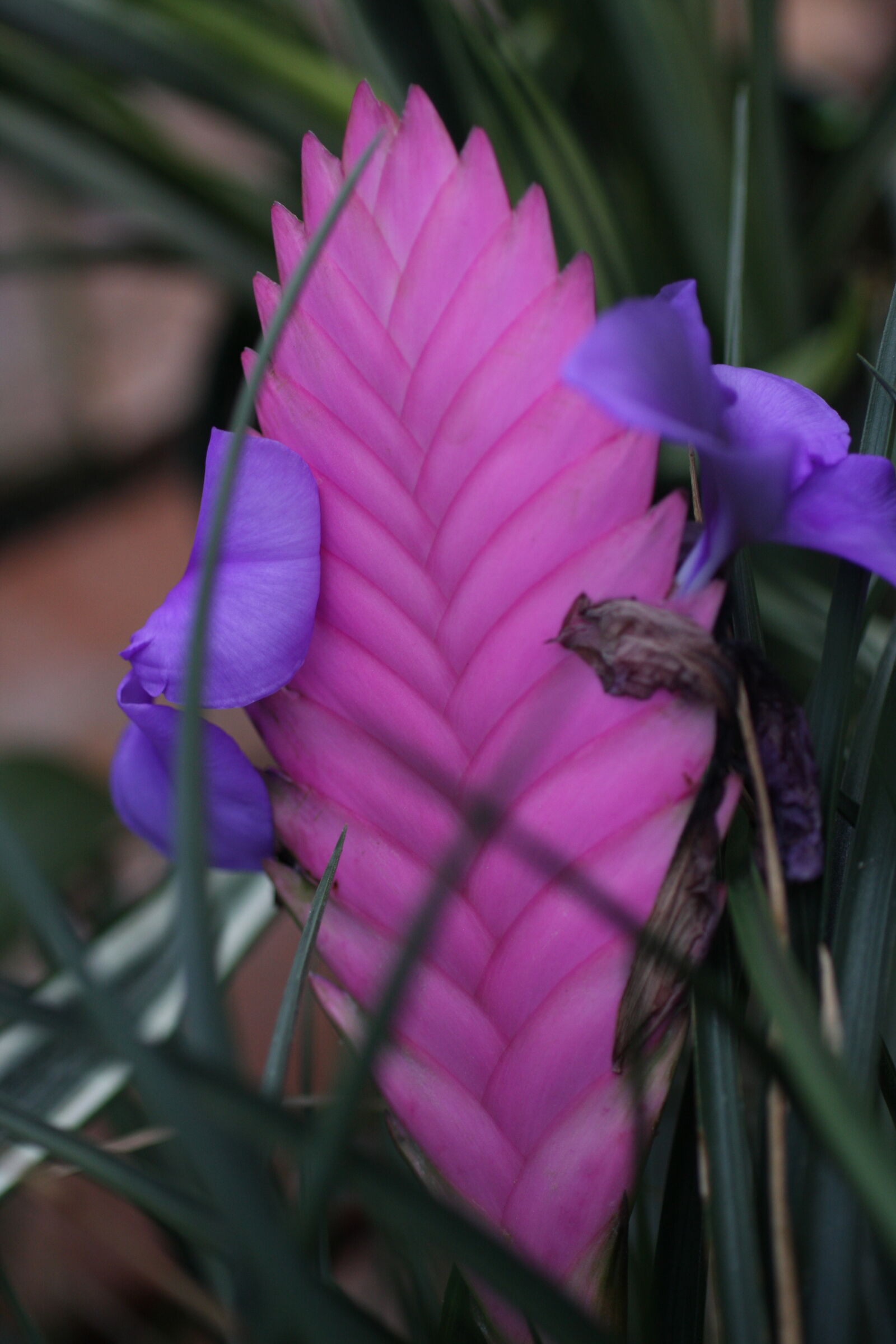 Sigma 50mm f/2.8 EX sample photo