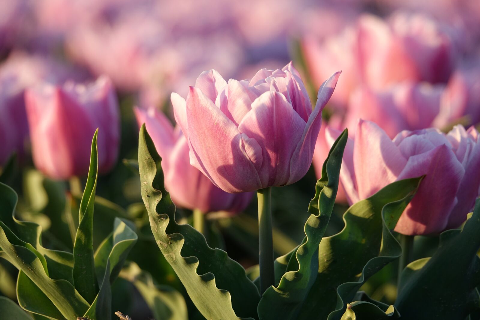 Sony Cyber-shot DSC-RX10 III sample photo. Tulips, tulip field, pink photography