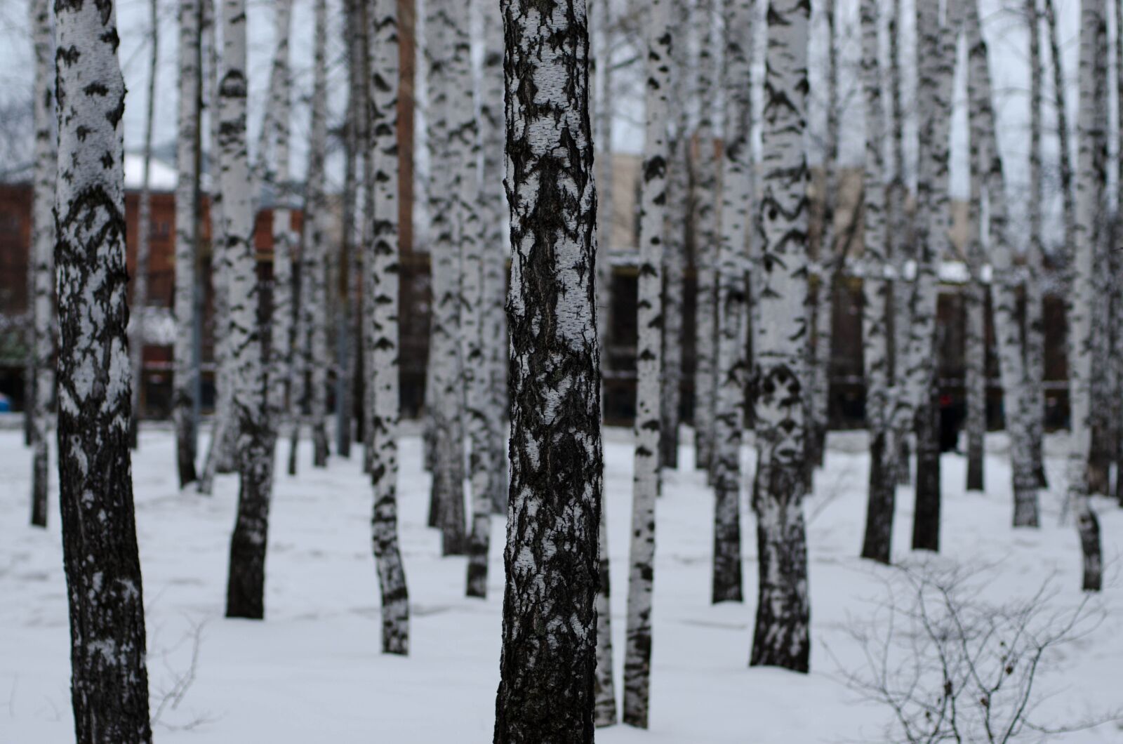 Nikon D7000 sample photo. Birch, park, russia photography