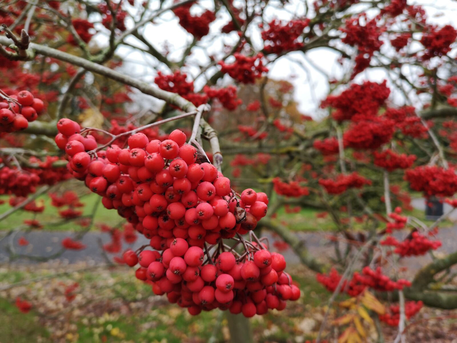 HUAWEI CLT-L09 sample photo. Red, berry, berries photography