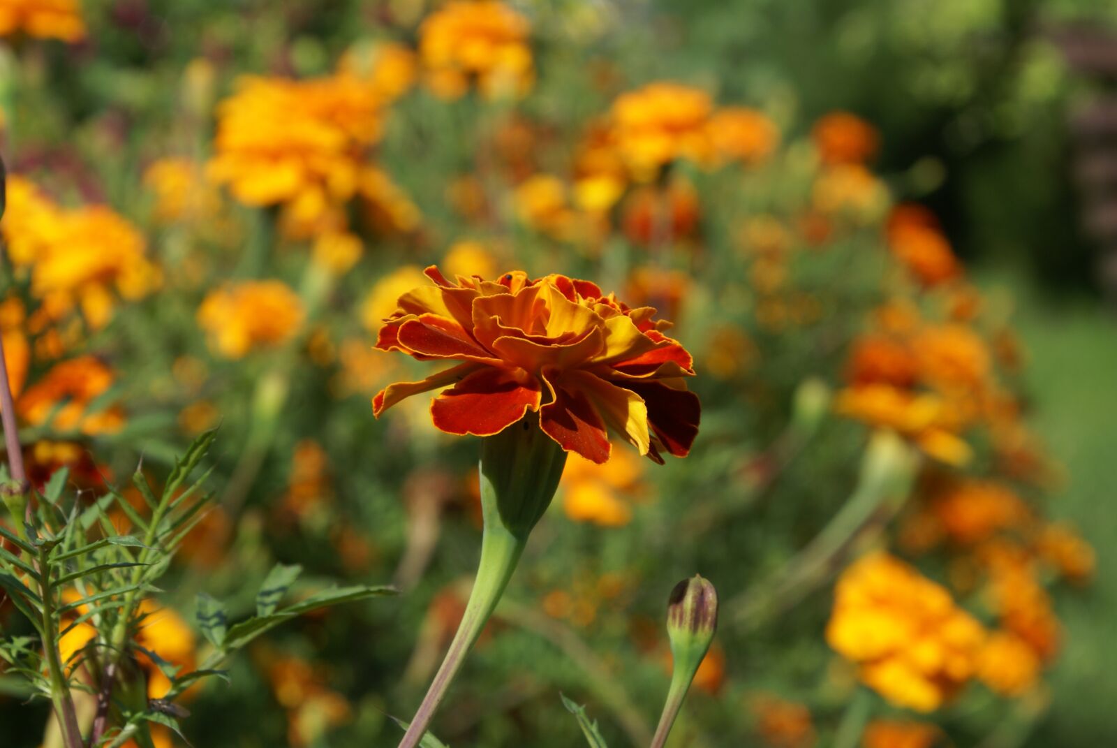 Sony Alpha DSLR-A100 sample photo. Flower, closeup, plant photography