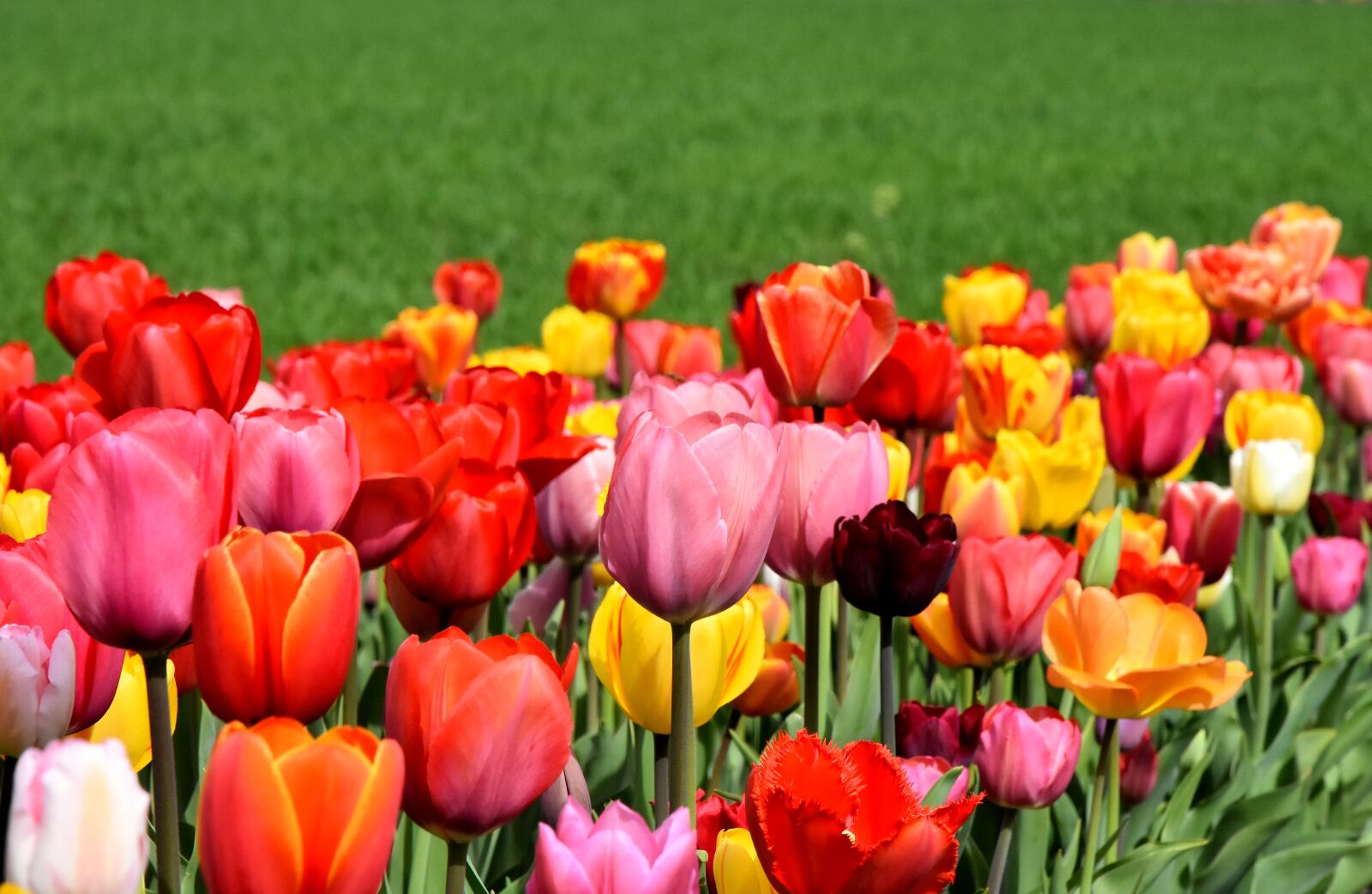 Nikon D7200 sample photo. Tulips, flowers, colorful photography