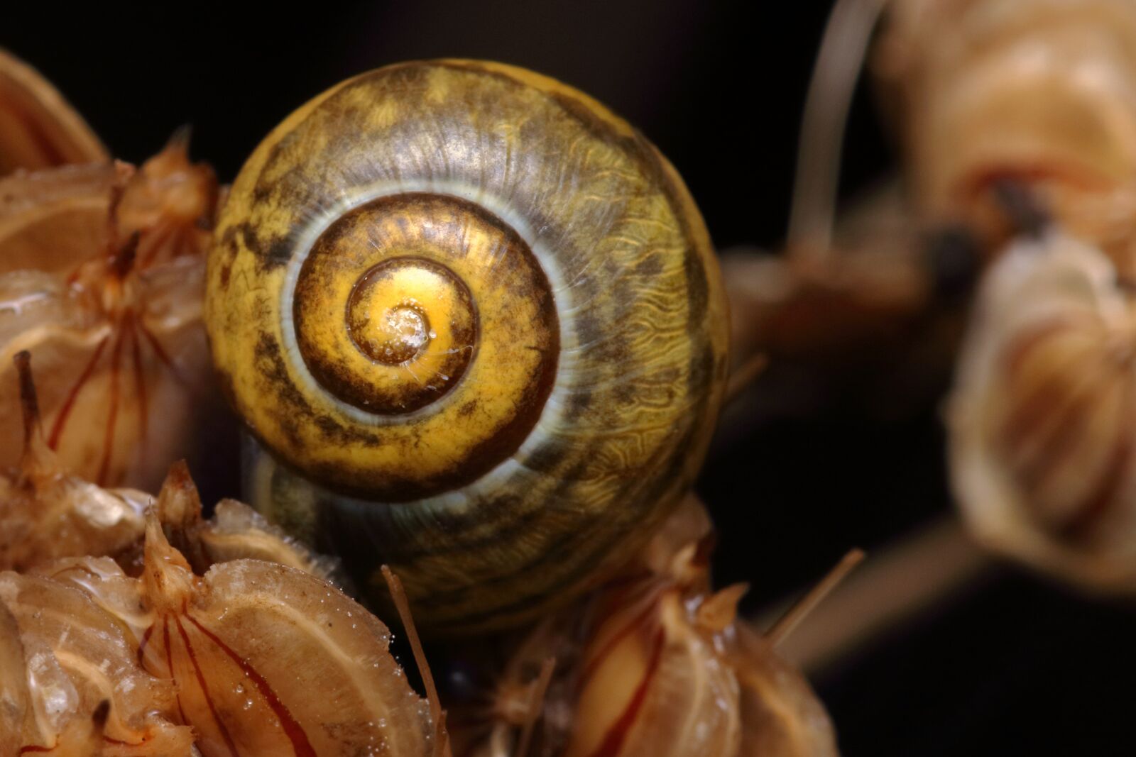 Canon EOS 80D sample photo. Shell, snail, animal photography