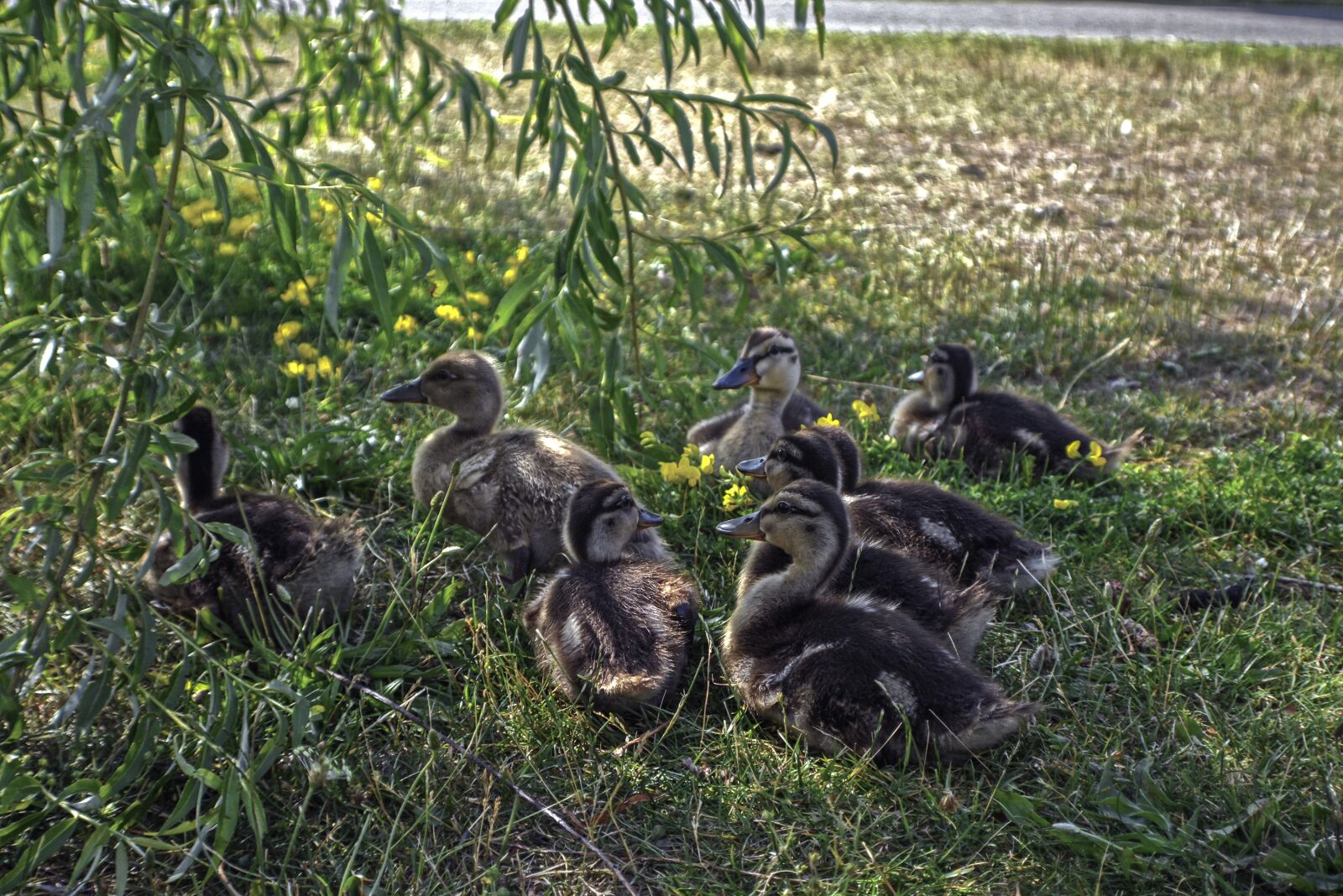 Nikon D5200 sample photo. Geese, nature, animals photography