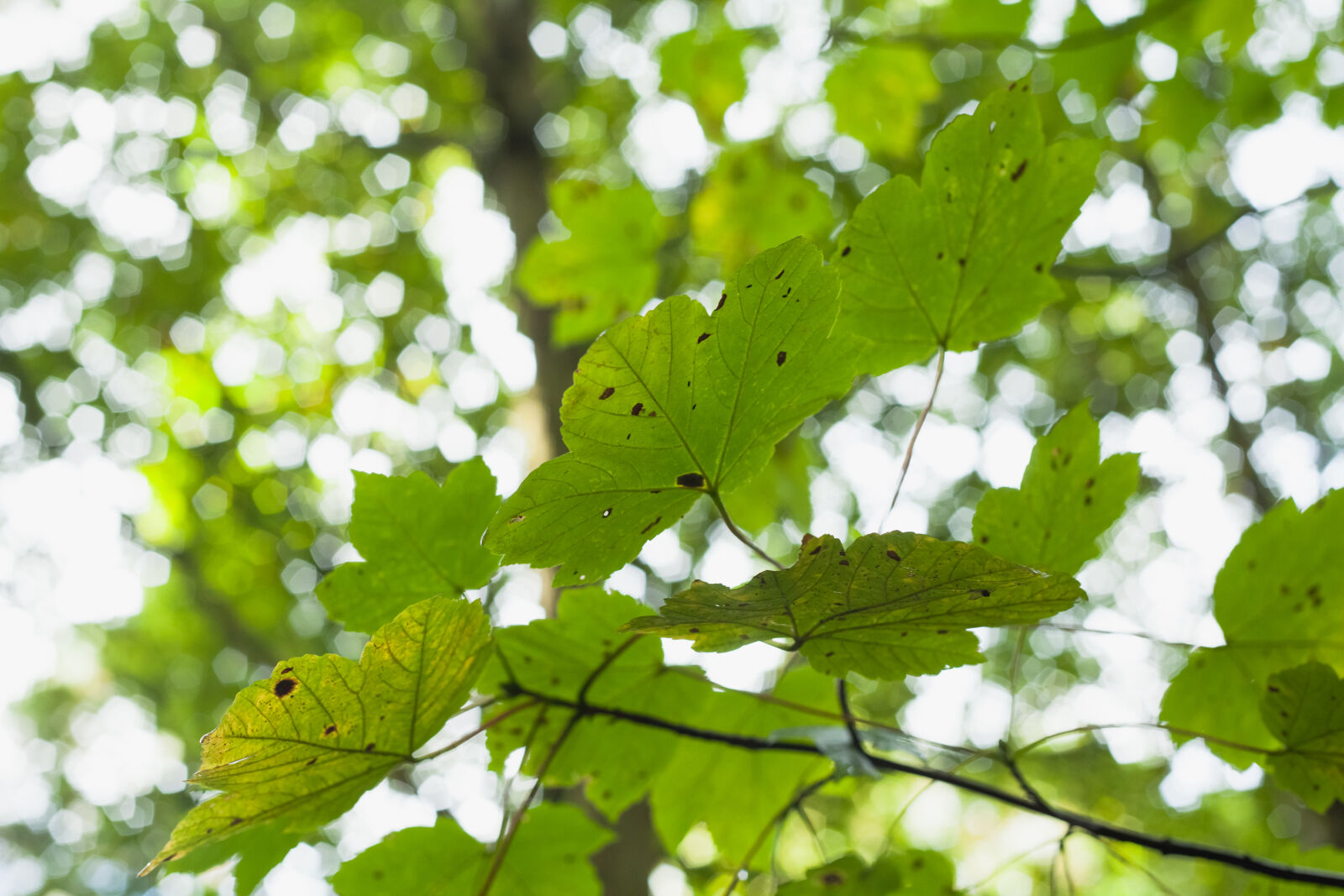 Canon EOS 5D Mark II sample photo. Autumn, leaves, foliage, leaves photography