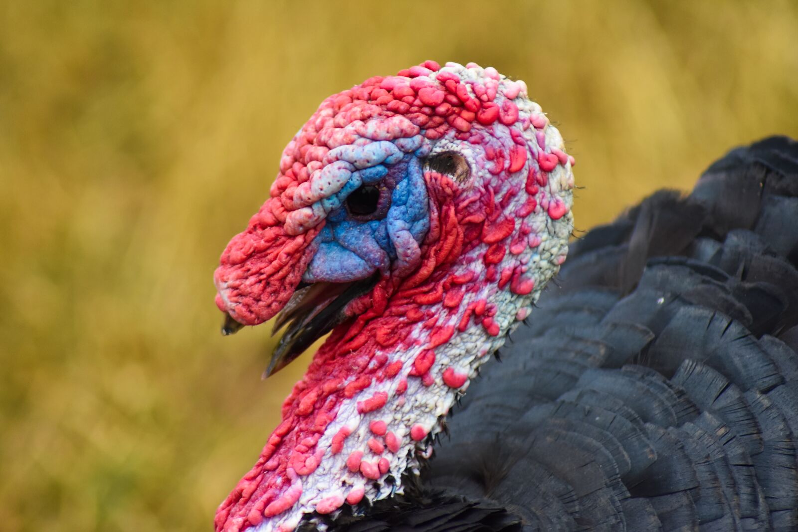 Nikon D3400 sample photo. Turkey, angry, animal photography