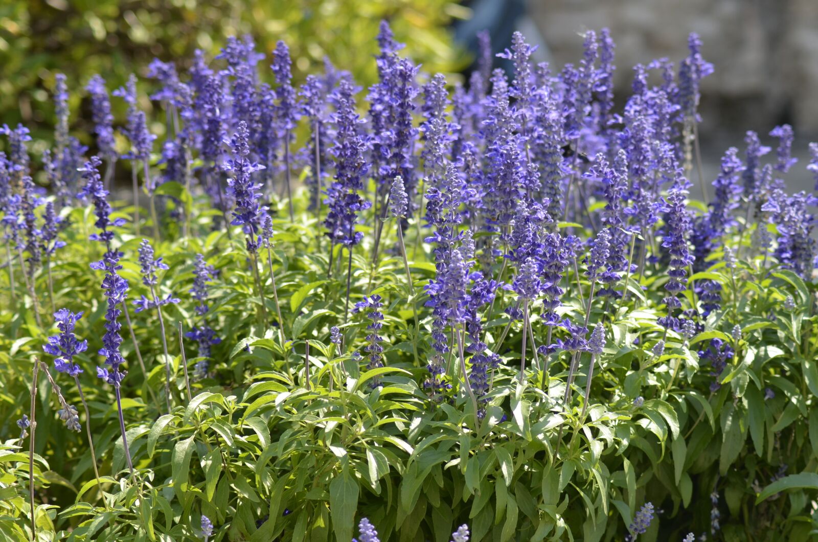 Nikon D5100 sample photo. Lavender, flower, purple photography