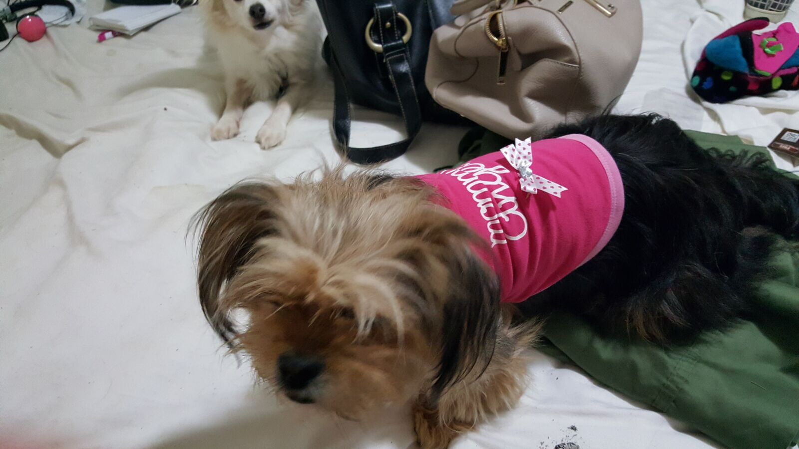 Samsung Galaxy Note5 sample photo. Baby, girl, bed, dogs photography