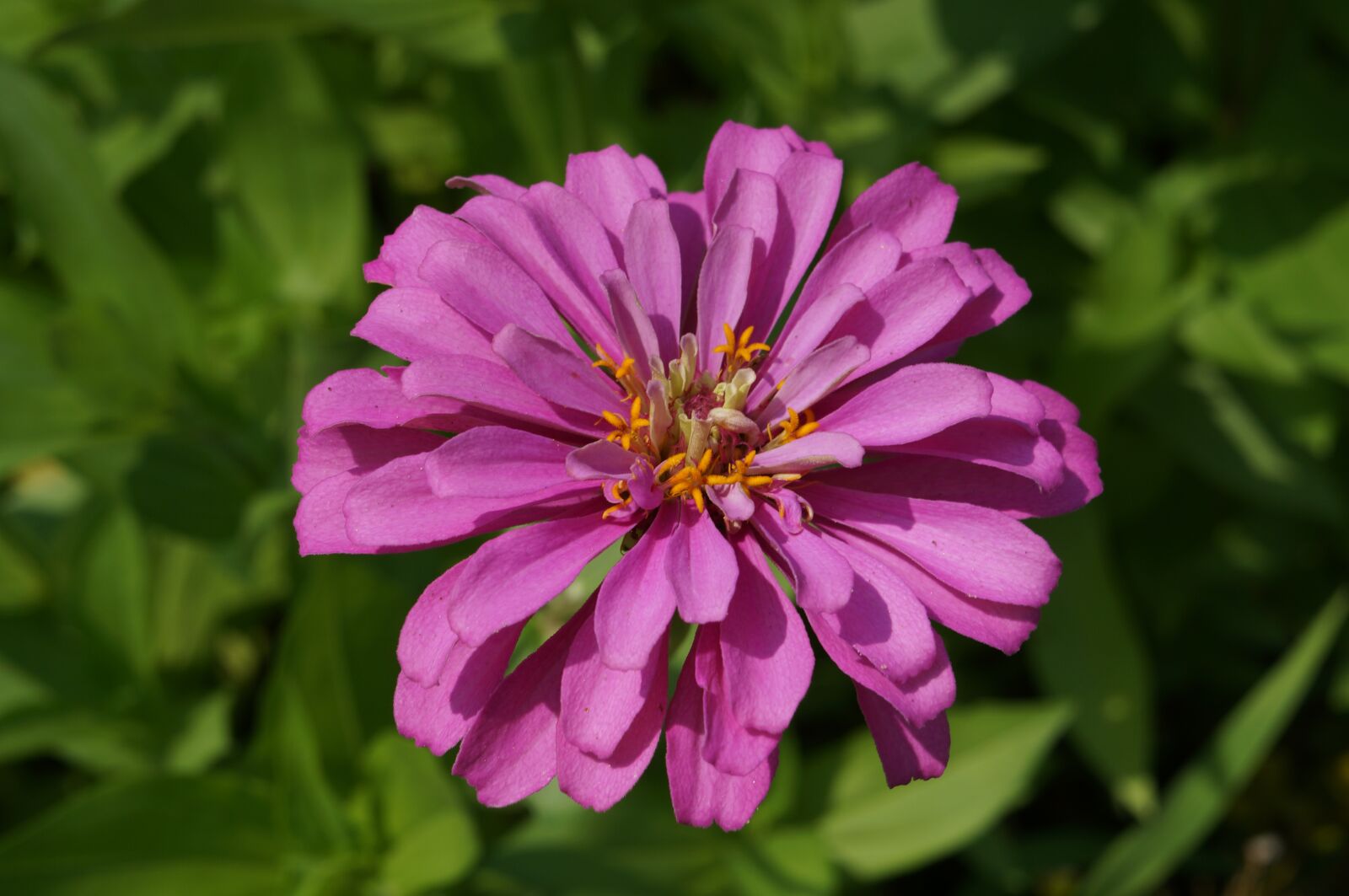 Sony Alpha NEX-5R sample photo. Flower, flowers, pink photography