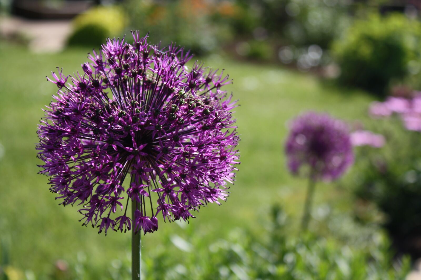 Canon EOS 1000D (EOS Digital Rebel XS / EOS Kiss F) sample photo. Allium, flower, garden photography
