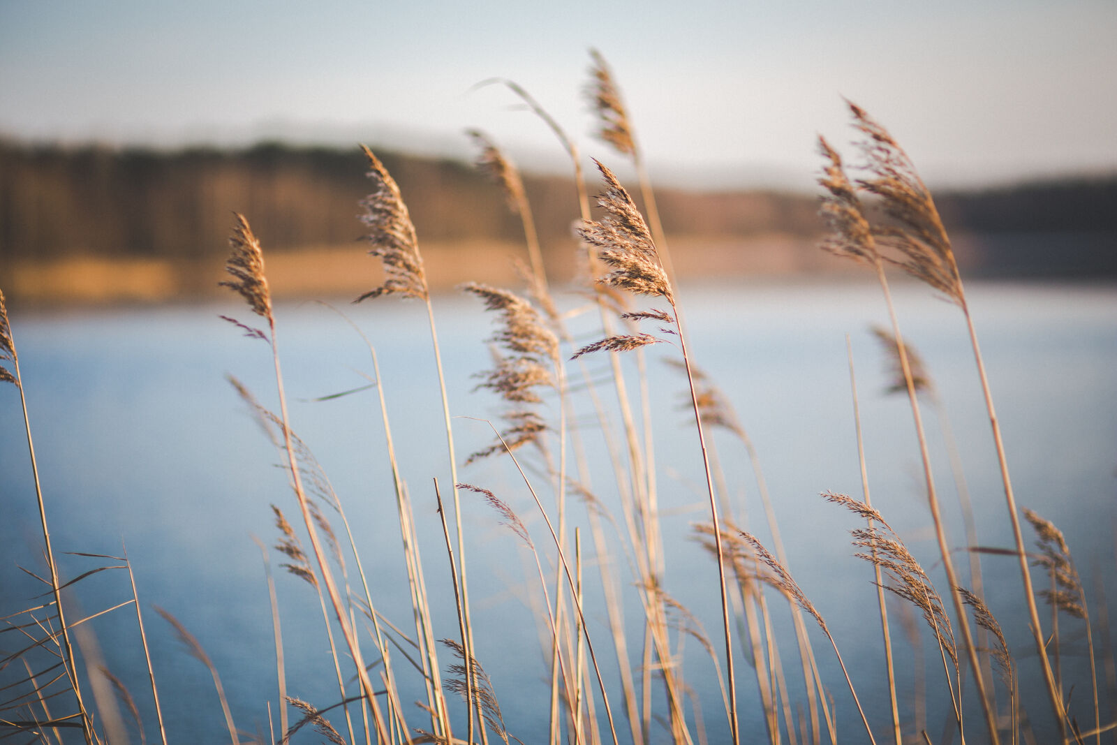 Sigma 85mm F1.4 EX DG HSM sample photo. Dried, grass, near, the photography