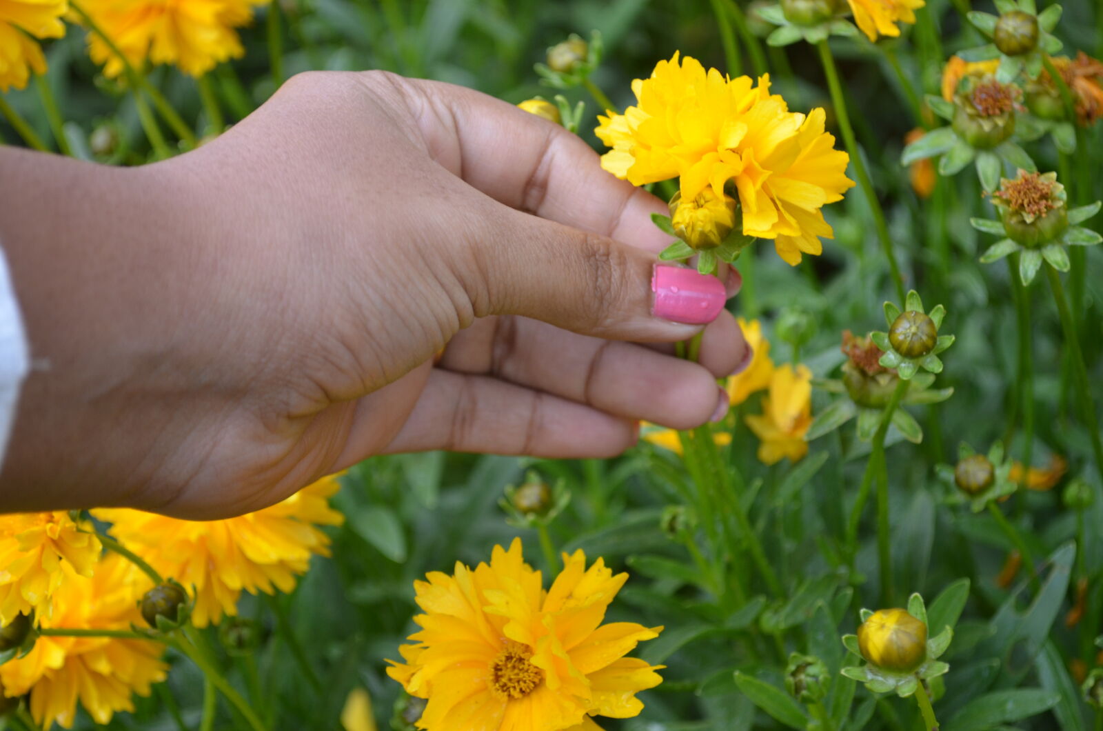 Nikon D5100 sample photo