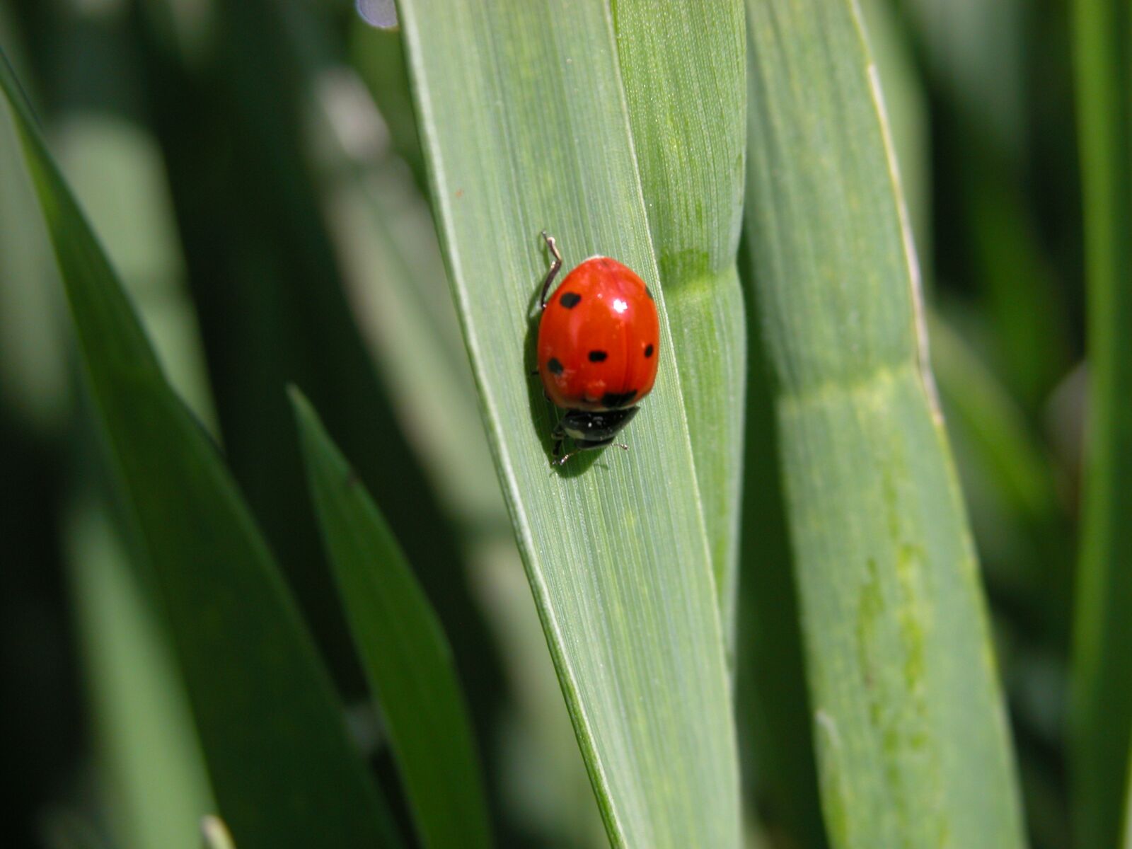 Nikon E5700 sample photo. Ladybug, insect, field photography