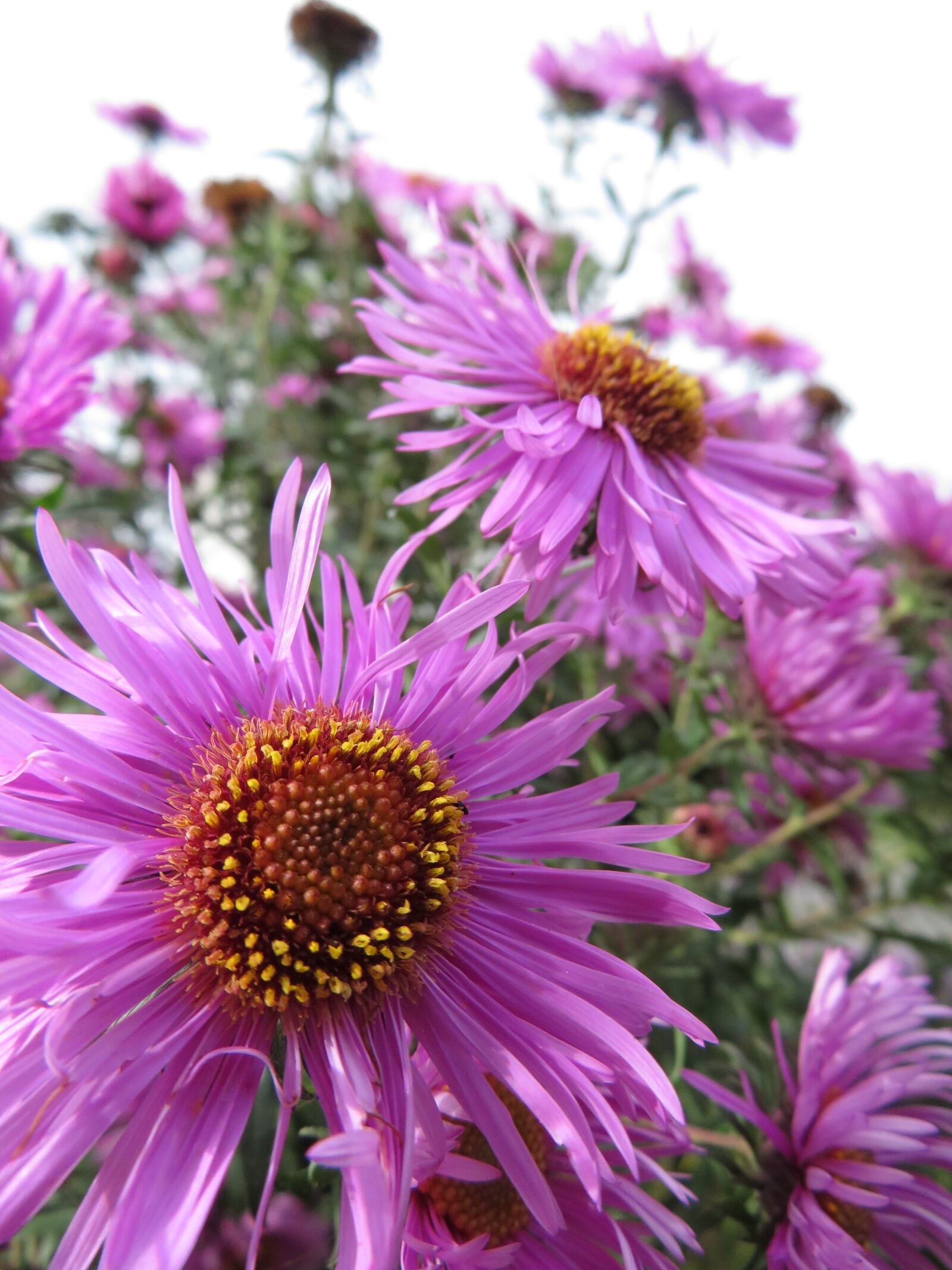 Canon PowerShot SX720 HS sample photo. Aster, flowers, bloom photography