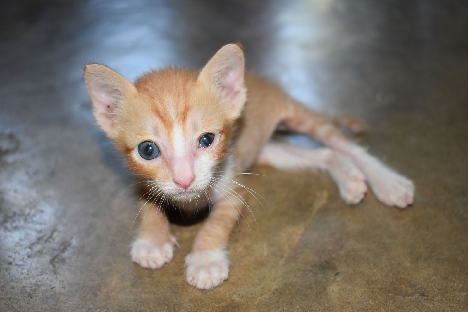 Nikon D5600 sample photo. Kitten, pathetic, cat tiger photography